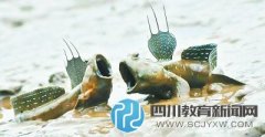 小學課文引爭議 “彈涂魚上樹吃蝸?！彪x
