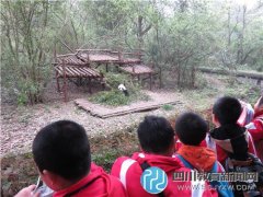 航天小學(xué)四年級(jí)學(xué)生暢游熊貓基地、動(dòng)物
