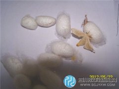 成都：娃娃學(xué)養(yǎng)蠶 哪兒去找桑葉？